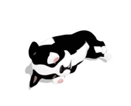 Cute & Chic Boston Terrier Dog sticker #13393914