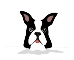 Cute & Chic Boston Terrier Dog sticker #13393915