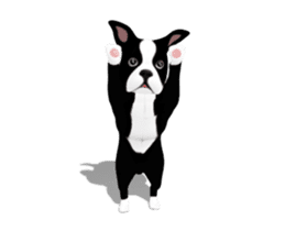 Cute & Chic Boston Terrier Dog sticker #13393917