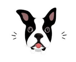 Cute & Chic Boston Terrier Dog sticker #13393918