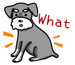 A Miniature Schnauzer (old skin) sticker #13397326
