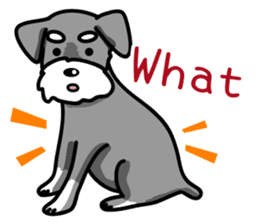 A Miniature Schnauzer (old skin) sticker #13397326