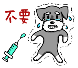 A Miniature Schnauzer (old skin) sticker #13397329