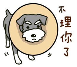 A Miniature Schnauzer (old skin) sticker #13397333