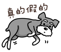 A Miniature Schnauzer (old skin) sticker #13397339
