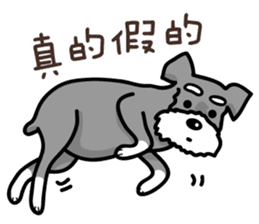 A Miniature Schnauzer (old skin) sticker #13397339
