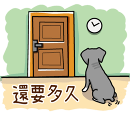 A Miniature Schnauzer (old skin) sticker #13397342