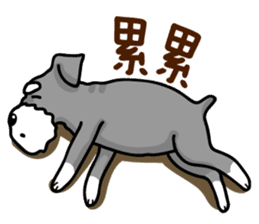 A Miniature Schnauzer (old skin) sticker #13397345