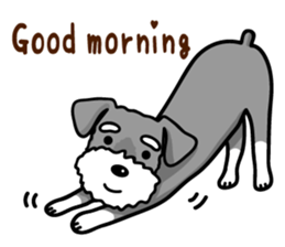 A Miniature Schnauzer (old skin) sticker #13397349