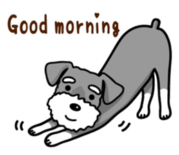 A Miniature Schnauzer (old skin) sticker #13397349