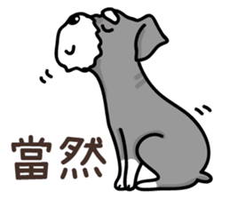 A Miniature Schnauzer (old skin) sticker #13397350