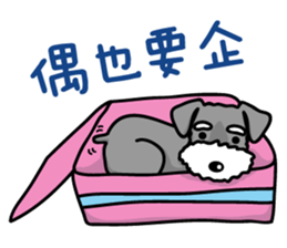 A Miniature Schnauzer (old skin) sticker #13397351