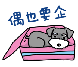 A Miniature Schnauzer (old skin) sticker #13397351
