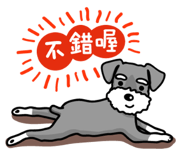 A Miniature Schnauzer (old skin) sticker #13397354