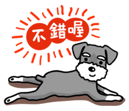 A Miniature Schnauzer (old skin) sticker #13397354