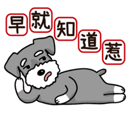 A Miniature Schnauzer (old skin) sticker #13397355