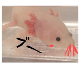my axolotl sticker #13398327