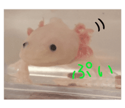 my axolotl sticker #13398328