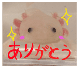 my axolotl sticker #13398329
