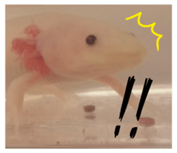 my axolotl sticker #13398330