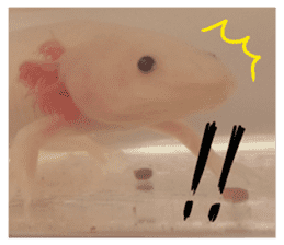 my axolotl sticker #13398330