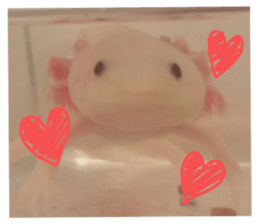 my axolotl sticker #13398331