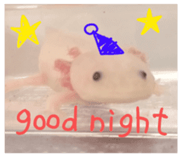 my axolotl sticker #13398332