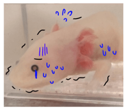 my axolotl sticker #13398333