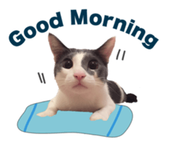 The cat is gray and white sticker #13398374