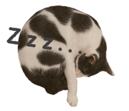 The cat is gray and white sticker #13398375