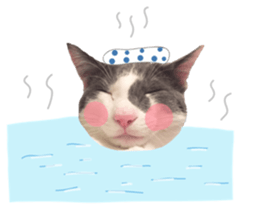 The cat is gray and white sticker #13398376