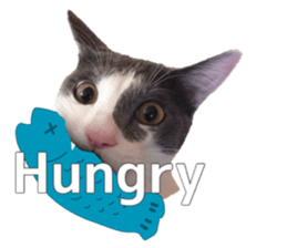 The cat is gray and white sticker #13398380