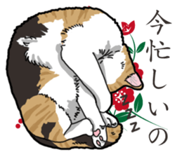 Daily Calico cat sticker #13399503