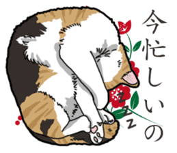Daily Calico cat sticker #13399503