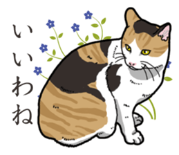 Daily Calico cat sticker #13399511