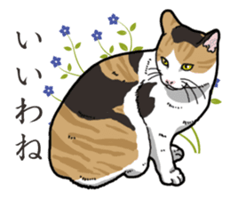Daily Calico cat sticker #13399511