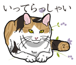 Daily Calico cat sticker #13399520