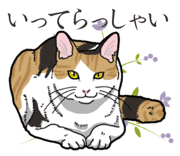 Daily Calico cat sticker #13399520