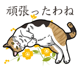 Daily Calico cat sticker #13399521