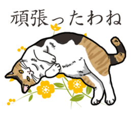 Daily Calico cat sticker #13399521