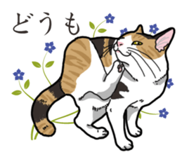 Daily Calico cat sticker #13399522
