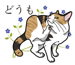 Daily Calico cat sticker #13399522