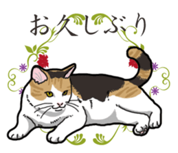 Daily Calico cat sticker #13399525