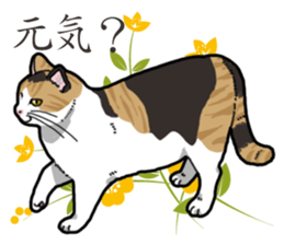Daily Calico cat sticker #13399526