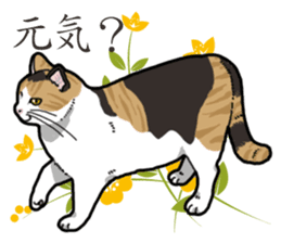 Daily Calico cat sticker #13399526