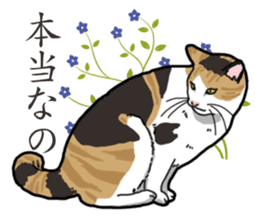 Daily Calico cat sticker #13399531