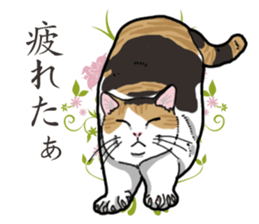 Daily Calico cat sticker #13399532