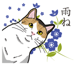 Daily Calico cat sticker #13399534