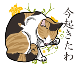 Daily Calico cat sticker #13399536