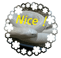 white snake and some reptiles sticker #13403894